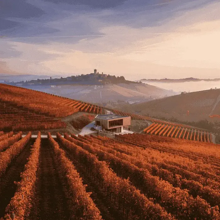 Nebbiolo-Weinreben im Piemont, Italien