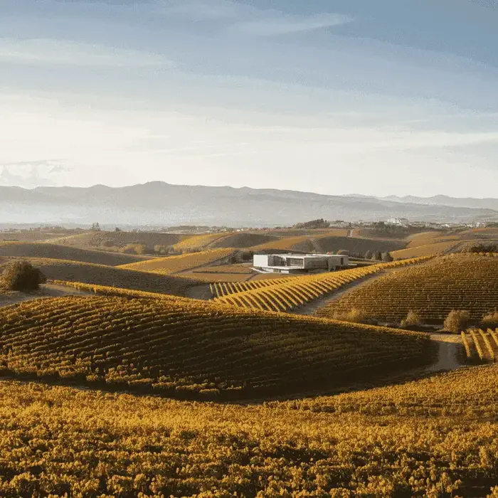 Weinberge in Rioja, Spanien