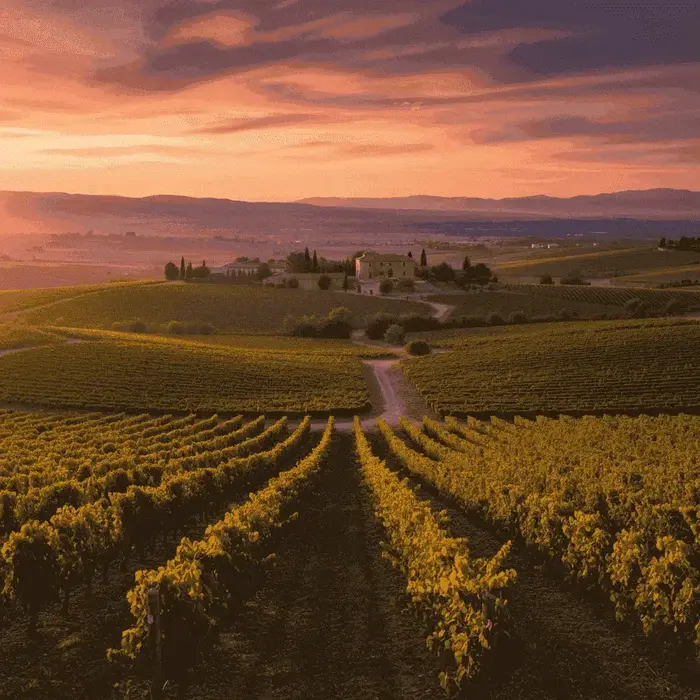 Weinberge in der Region Penedès bei Sonnenuntergang
