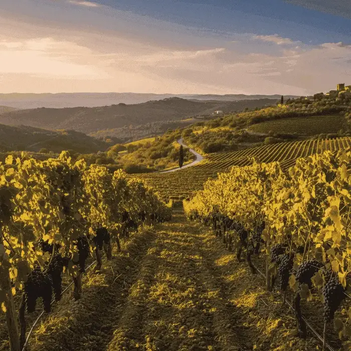 Un vignoble en Basilicate, Italie, avec des raisins Aglianico mûrissant sous le soleil.